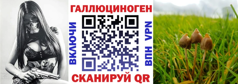 Галлюциногенные грибы Psilocybine cubensis  Коряжма 